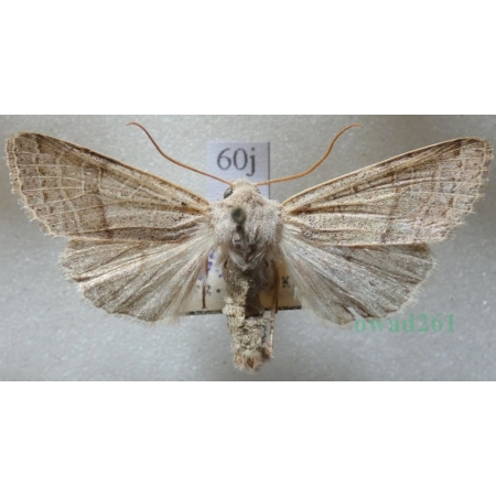 Agrochola humilis (Denis & Schiffermüller, 1775) Czech60j